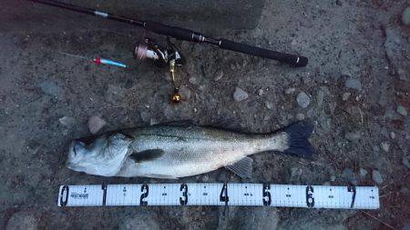 連休シーバス釣行　なんとか1匹